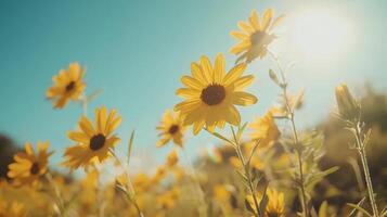 Cosmos flowers on a bright blue sky background photo