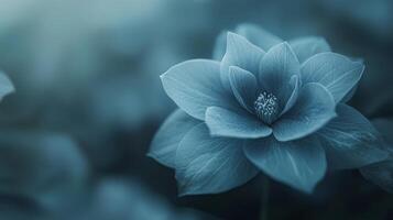 a blue flower with a blurred background photo