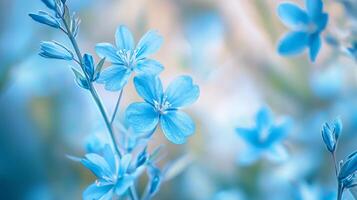 beautiful blue flower photo