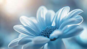 a blue flower with a blurred background photo