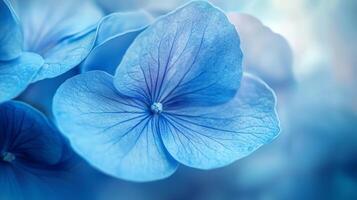 a blue flower with a blurred background photo