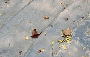 Gray stone stairway texture with fallen dry leaves on the ground isolated on horizontal ratio background. photo
