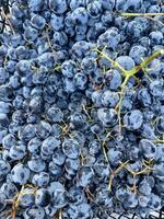 A close-up view of dark fresh ripe georgian grape bunches, clustered together, view from the top photo