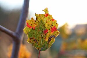 multi-colored autumn leaf on a branch against a background of yellow grass and sky. Macro shot of an orange leaf of a young birch tree in September . High quality photo