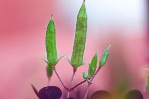 Macro photo of an unopened bud of a micro flower. Green buds on a pink background.