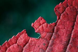 Beautiful carved edge autumn maroon leaf macro photo. High quality photo Beautiful wallpaper macro photo autumn. small veins and natural imperfection of nature in multi-colored tree leaves.