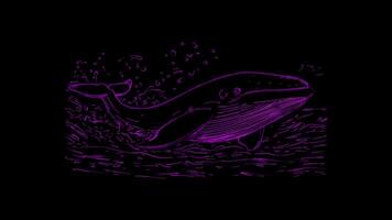 Neon frame effect, whale with a big splash coming out of its blowhole on black background video