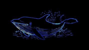 Neon frame effect, whale with a big splash coming out of its blowhole on black background video