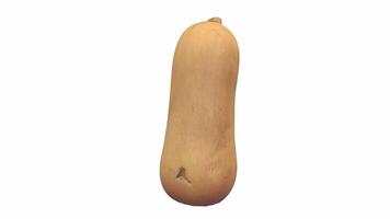 3D render of a butternut squash's unique shape and texture video