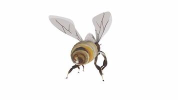 Realistic 3D rendering of a bee exploring a vibrant garden video