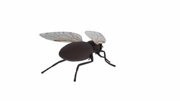 Realistic 3D rendering of a flying insect in a simple environment video