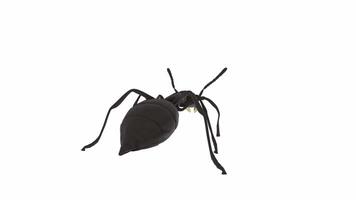 3D rendering of a realistic black ant walking on a plain surface video