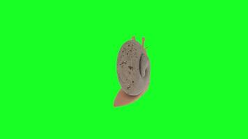 3D rendering of a snail crawling on a bright green background video