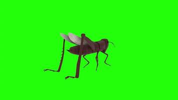 3D rendering of a grasshopper moving on a bright green background video