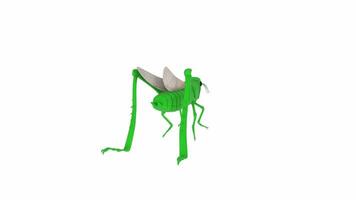 3D rendering of a grasshopper in a colorful garden video