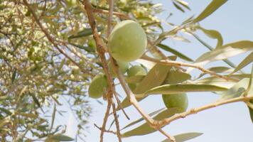 Olive tree branches moving with the wind in Calabria video