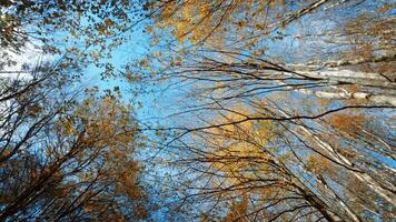 Traveling Through Autumn Forest In High Angle Italian Park video