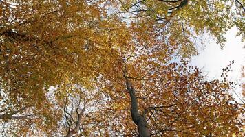 Turn Around Crowns Of Tall Trees In Autumn In Aspromonte Mountain video