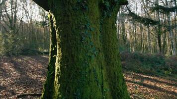 Walking Around Trees With Moss In The Mountains video