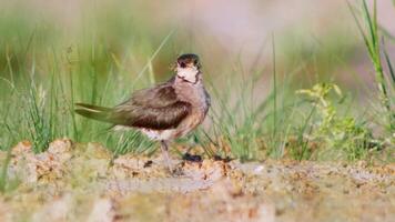 A bird standing in the grass video