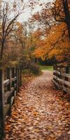 Autumn path winding through a rural landscape surrounded by vibrant foliage photo