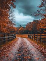 Autumn rural pathway surrounded by trees and colorful foliage photo