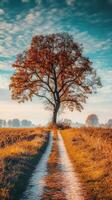 Autumn landscape with a lone tree and winding path photo