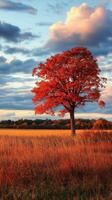 Vibrant autumn landscape featuring a majestic red tree in rural fields photo