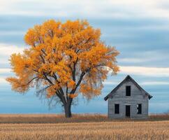 Charming autumn landscape with a golden tree by a weathered farmhouse photo