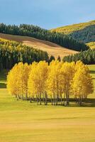 Golden autumn grassland with vibrant trees against a scenic backdrop photo
