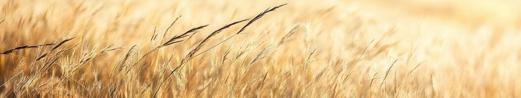 Golden autumn grassland swaying gently in the warm afternoon sunlight photo