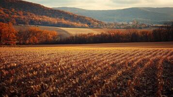 Autumn countryside landscape with golden fields and distant mountains photo