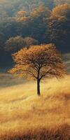 Golden autumn grassland with a solitary tree in serene landscape photo