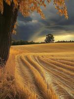 Golden wheat field under dark autumn clouds in rural landscape photo