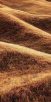 Golden autumn grassland with rolling hills under soft sunlight photo