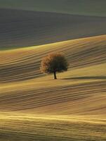 Autumn grassland with a solitary tree in warm golden tones photo