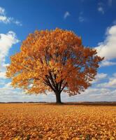 Vibrant autumn landscape with a solitary tree surrounded by golden leaves photo