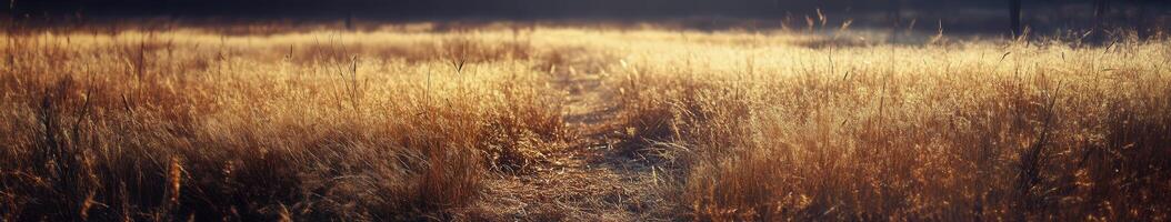 Golden autumn grassland bathed in warm light during late afternoon hours photo