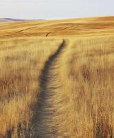 Winding path through golden autumn grassland under a clear sky photo