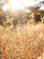 Golden sunlight illuminating autumn grassland in tranquil outdoor setting photo