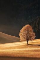 Golden autumn grassland under soft sunlight with a lone tree photo
