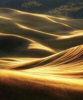 Golden autumn grassland waves under soft sunlight in the countryside photo