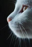 Close-up of a white cat's profile highlighting its nose and whiskers photo