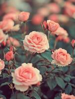 Beautiful blooming pink roses in a lush garden during springtime photo