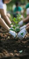 Volunteers planting young trees in the spring garden photo