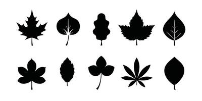 A set of leaves in various shapes and sizes vector