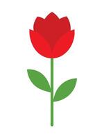 A red rose is shown on a white background vector