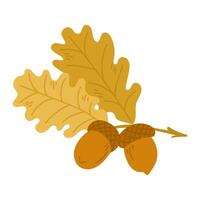 Autumn colored branch of oak tree with acorns in hand drawn flat style vector