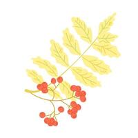 Autumn colored branch of rowanberry with leaves, berries in hand drawn flat style. Simple botanical clipart vector