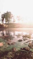 Colorful scene with a palm tree over a small pond in a desert oasis video